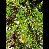 Myrtacees - Myrtus Communis - F. Microphylla (region mediteraneenne)(02)